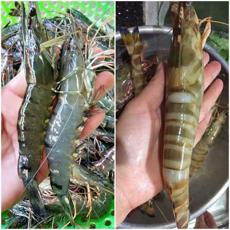 cách làm há cảo