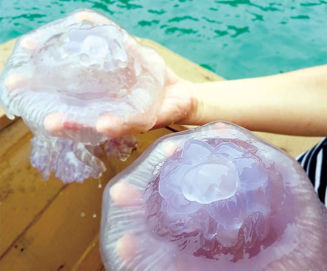 cách làm nộm sứa