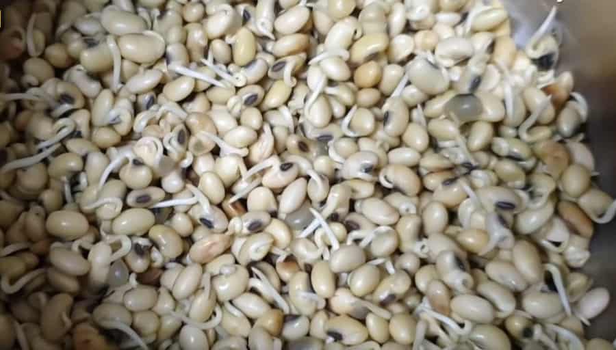 cách làm mầm đậu nành