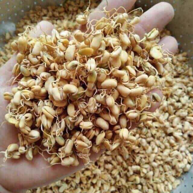 cách làm mầm đậu nành