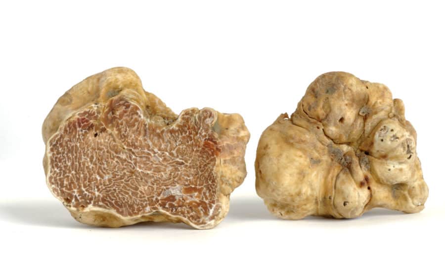 Nấm truffle là gì