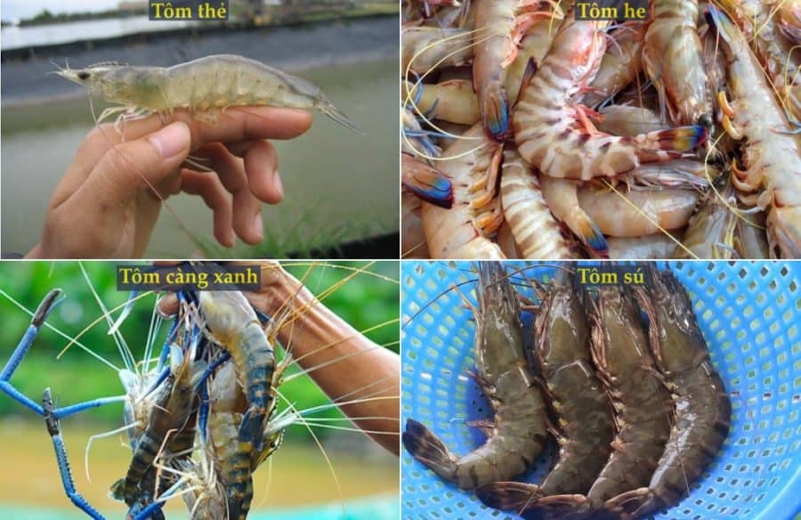 Cacloaitom