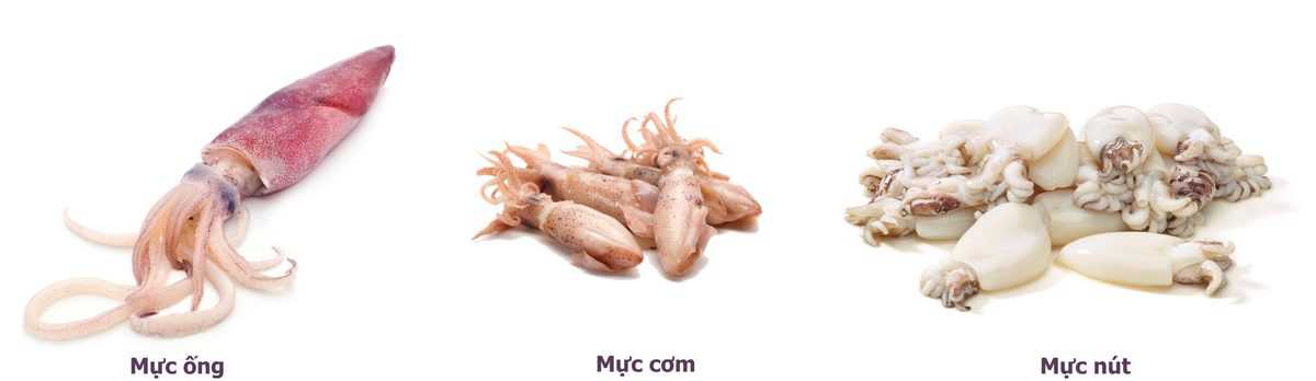 fresh squid isolated on white background 158363360 side