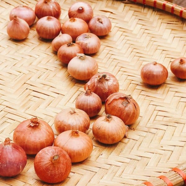 panhtiemhangrong3